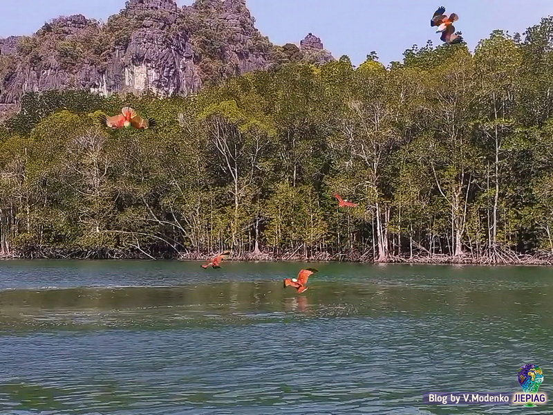 Браминский коршун, символ Лангкави Kilim Geopark Langkawi, достопримечательности Лангкави Килим парк, национальный парк Лангкави Валерия Моденко, Valeriia Modenko, jepiag, J!EPIAG (16)