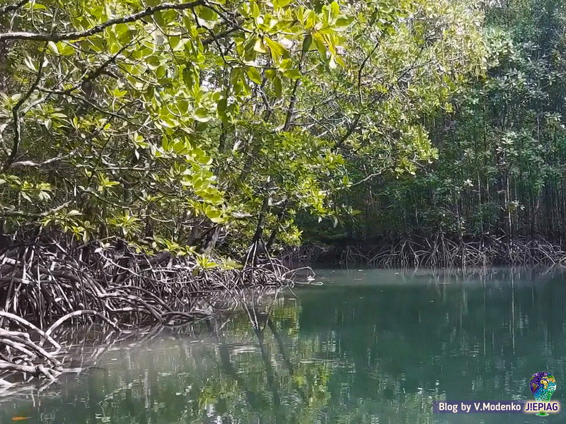 Лианы, плавучее озеро Kilim Geopark Langkawi, достопримечательности Лангкави Килим парк, национальный парк Лангкави Валерия Моденко, Valeriia Modenko, jepiag, J!EPIAG (21)