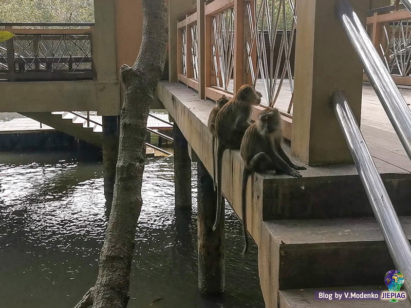 Чихающие обезьяны Kilim Geopark Langkawi, достопримечательности Лангкави Килим парк, национальный парк Лангкави Валерия Моденко, Valeriia Modenko, jepiag, J!EPIAG (4)